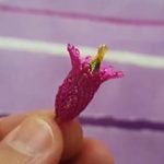 Çan Çiçeği İğne Oyası Yapımı - Videolu Anlatım